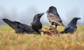 Common ravens interactions Ã¢â¬â hard argue between two birds for food Royalty Free Stock Photo